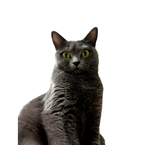 Captivating Close Up Of A Gray British Shorthair Cat With Striking Yellow Eyes, Indoors. 17852 - Cat PNG image with transparent background